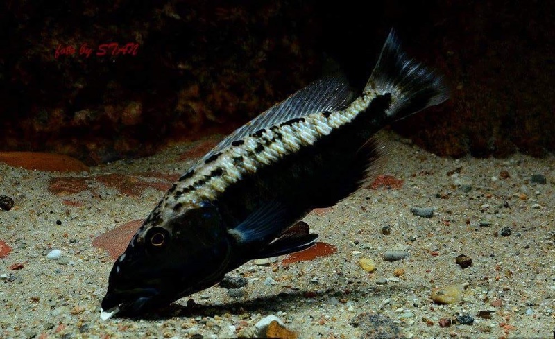 Tyrannochromis maculiceps